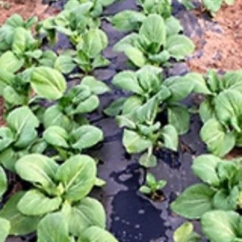 Pak Choi